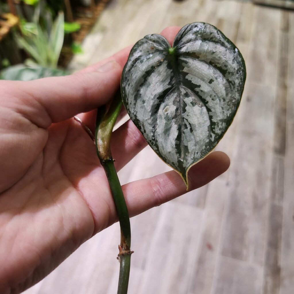 plant in hand showing leaf with sliver and green