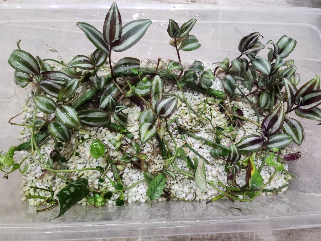 prop box with lots of plants on white perlite