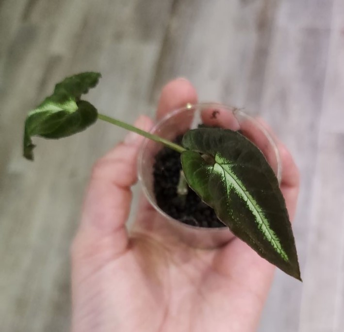 plant in small cup with black stratum