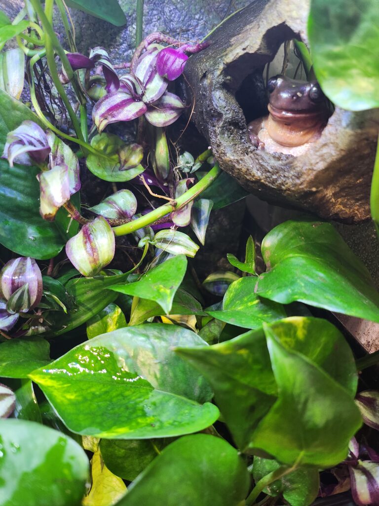 frog in tank with plants