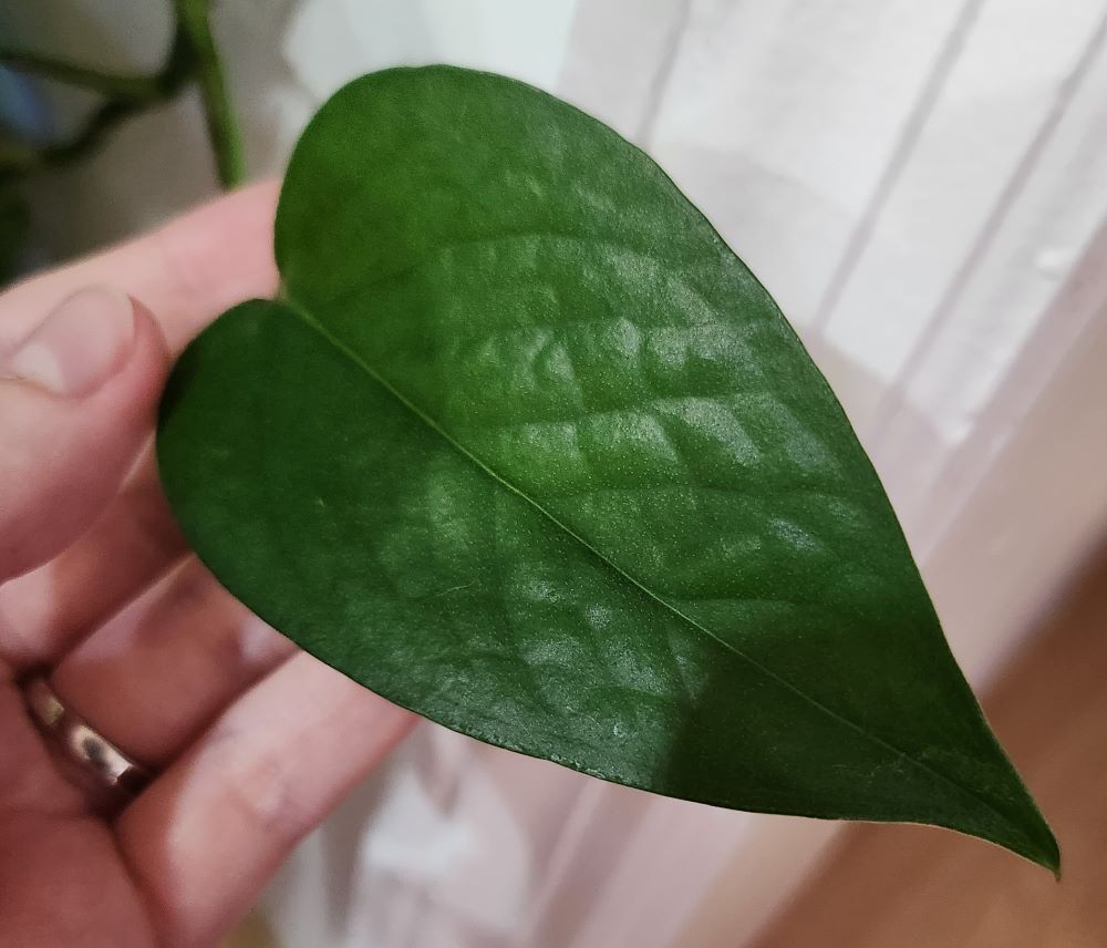 green leaf in hand