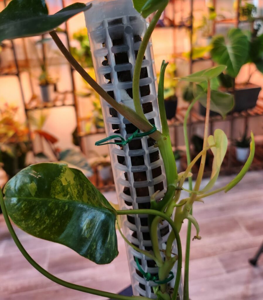plastic pole with holes with plant