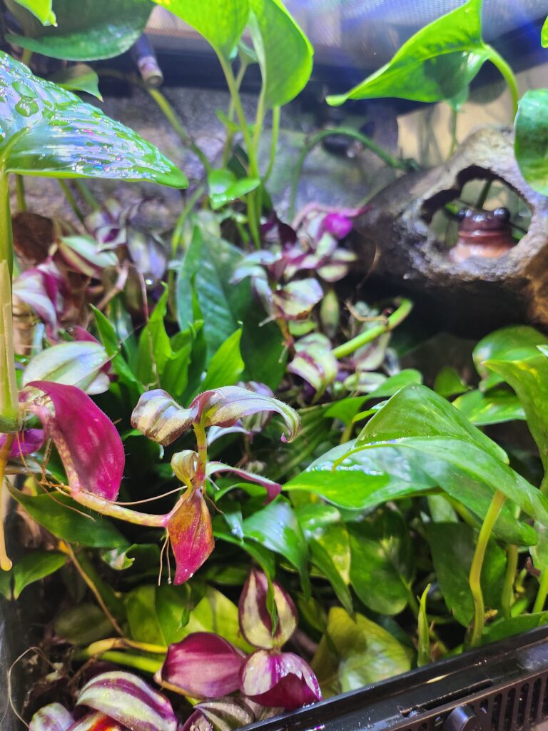 tank with live plants and a frog