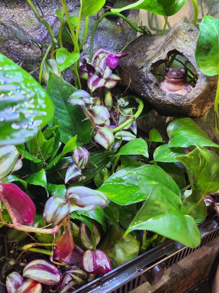 frog surrounded by live plants