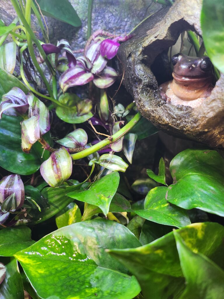 frog in tank with live plants