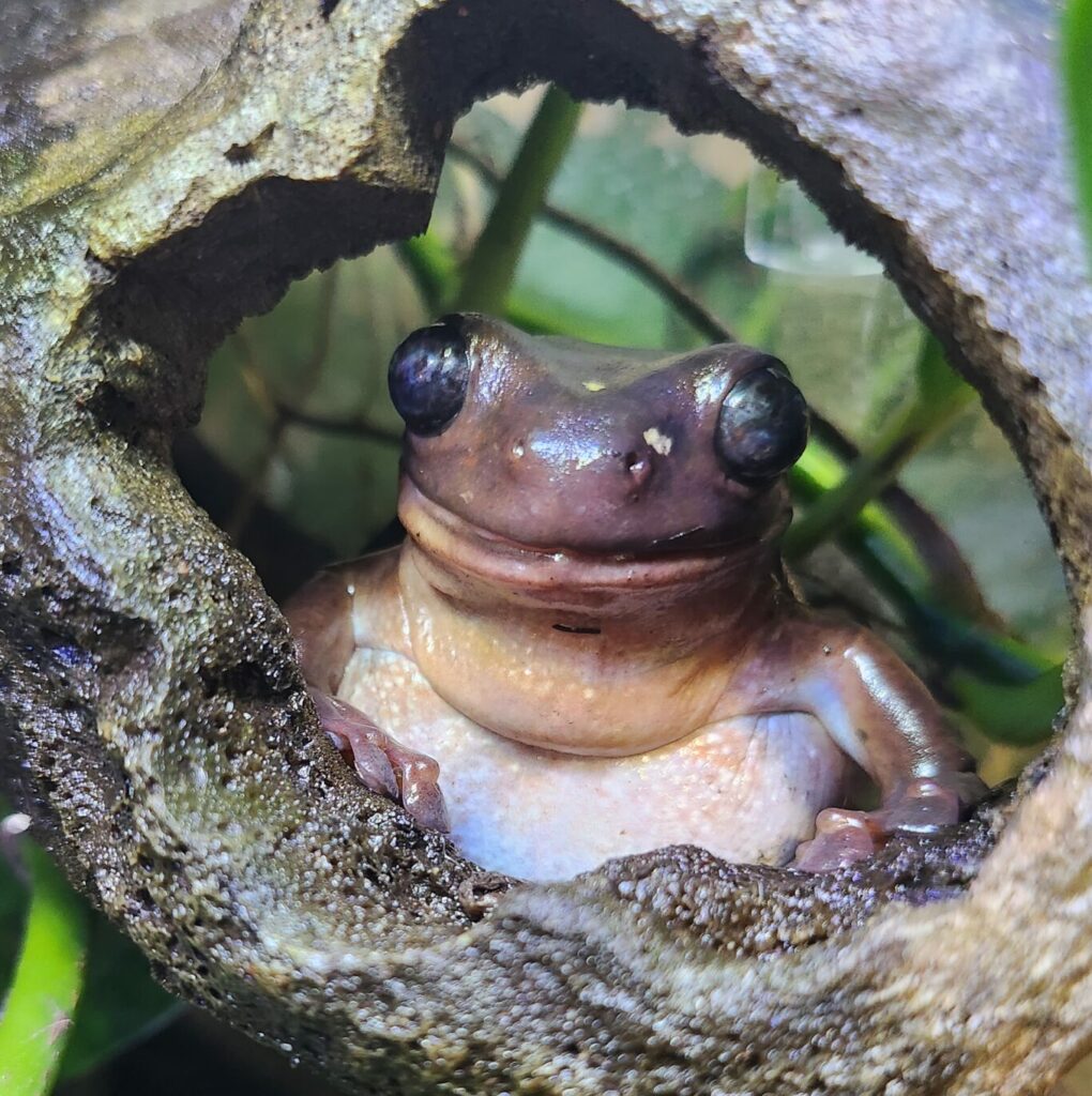 frog in a plastic hide